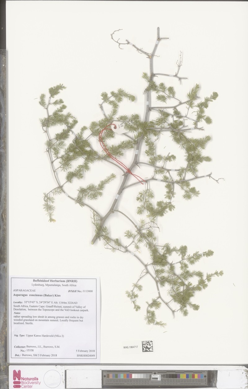 Asparagus concinnus
