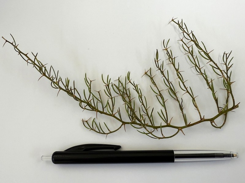 Asparagus confertus photo 2