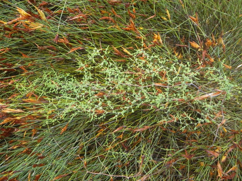 Asparagus consanguineus
