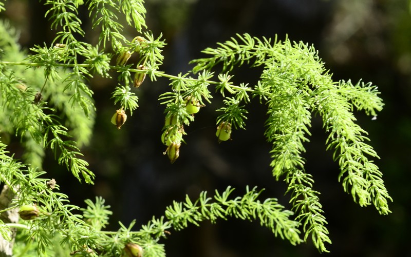 Asparagus consanguineus photo 4