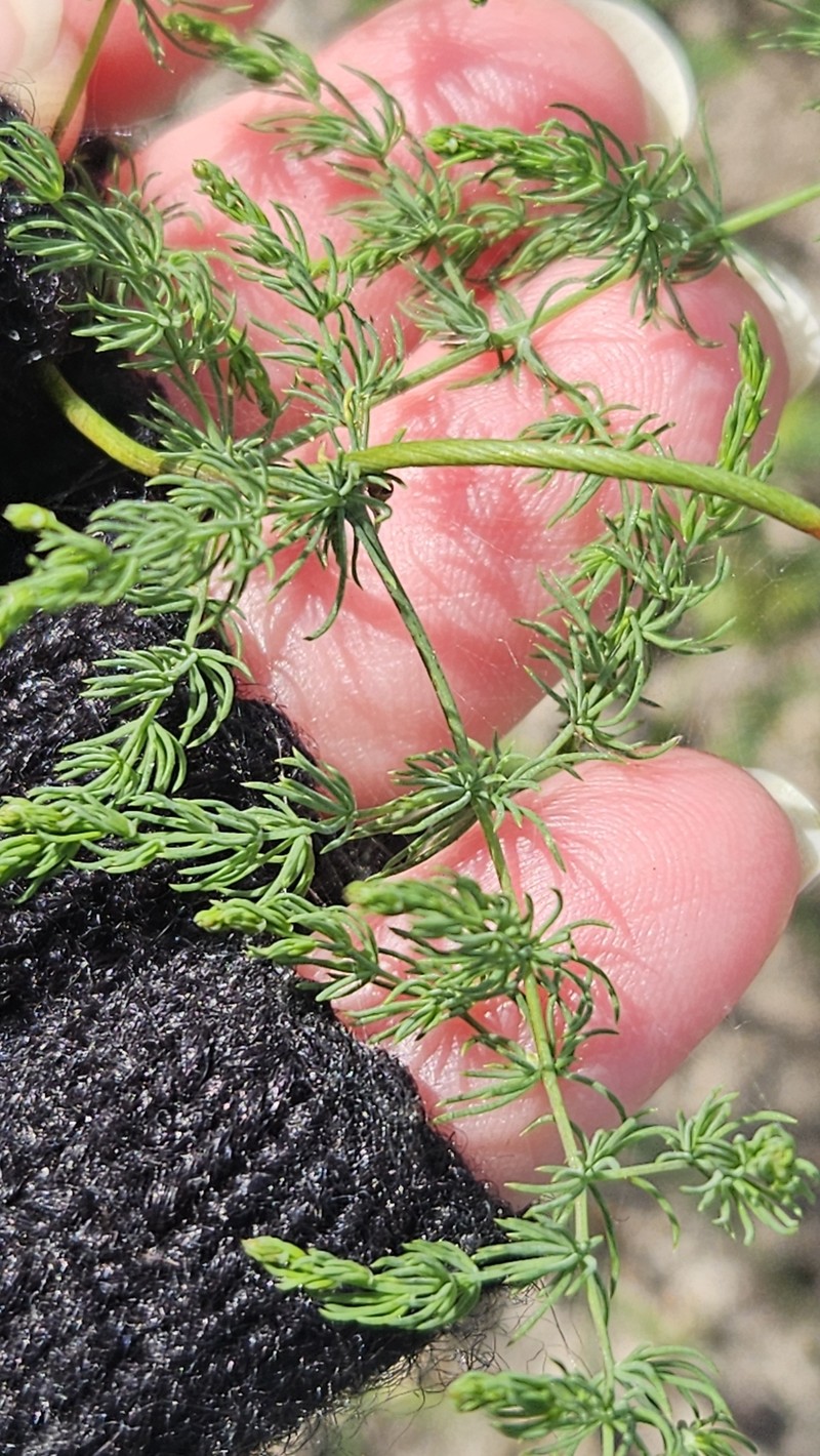 Asparagus consanguineus photo 5