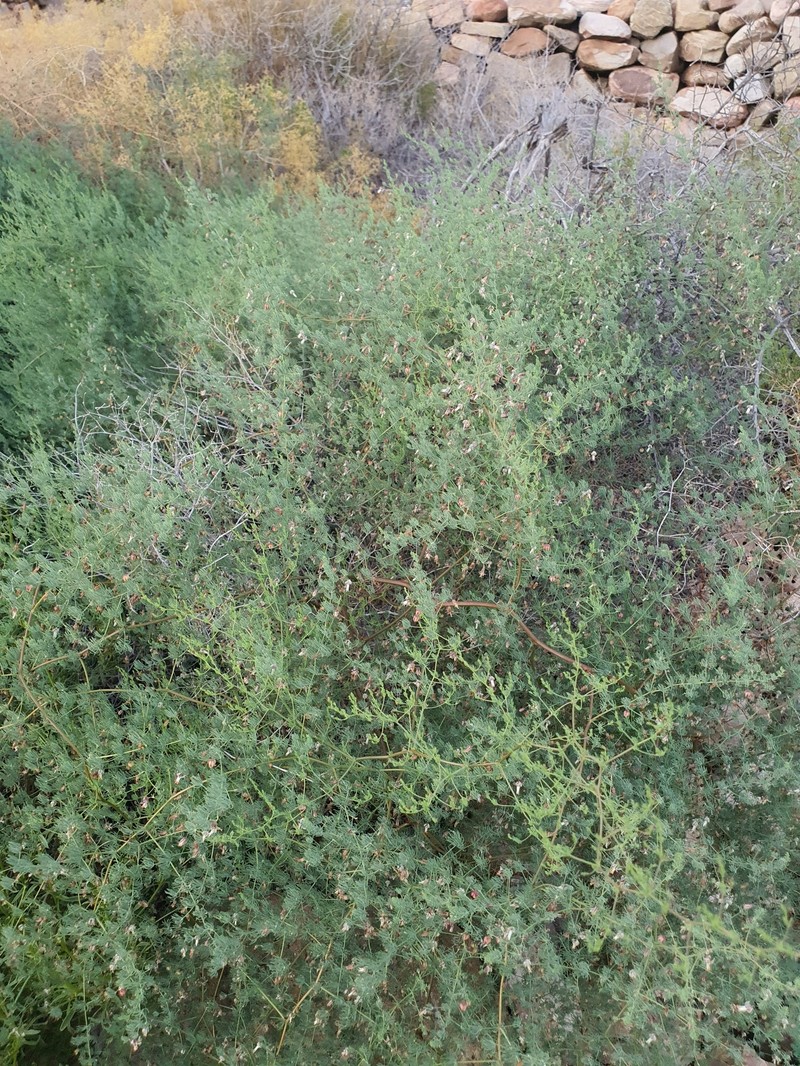 Asparagus consanguineus photo 6