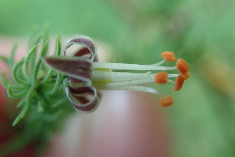 Asparagus consanguineus photo 7