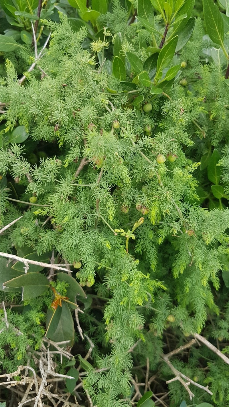 Asparagus consanguineus photo 8