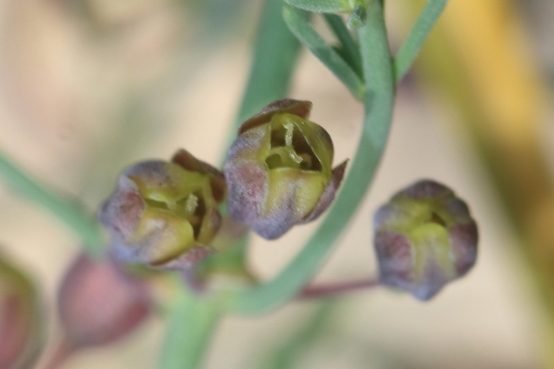 Asparagus coodei