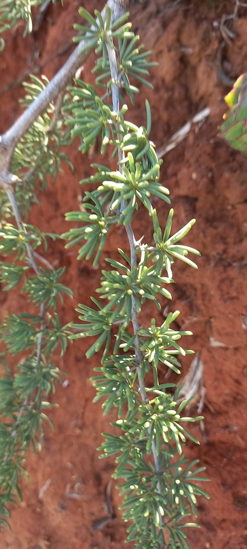 Asparagus crassicladus