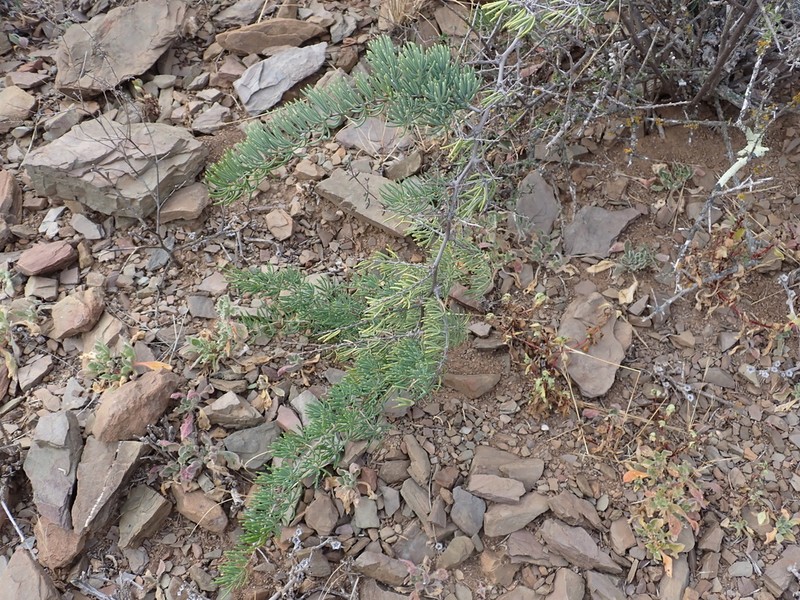 Asparagus crassicladus photo 2