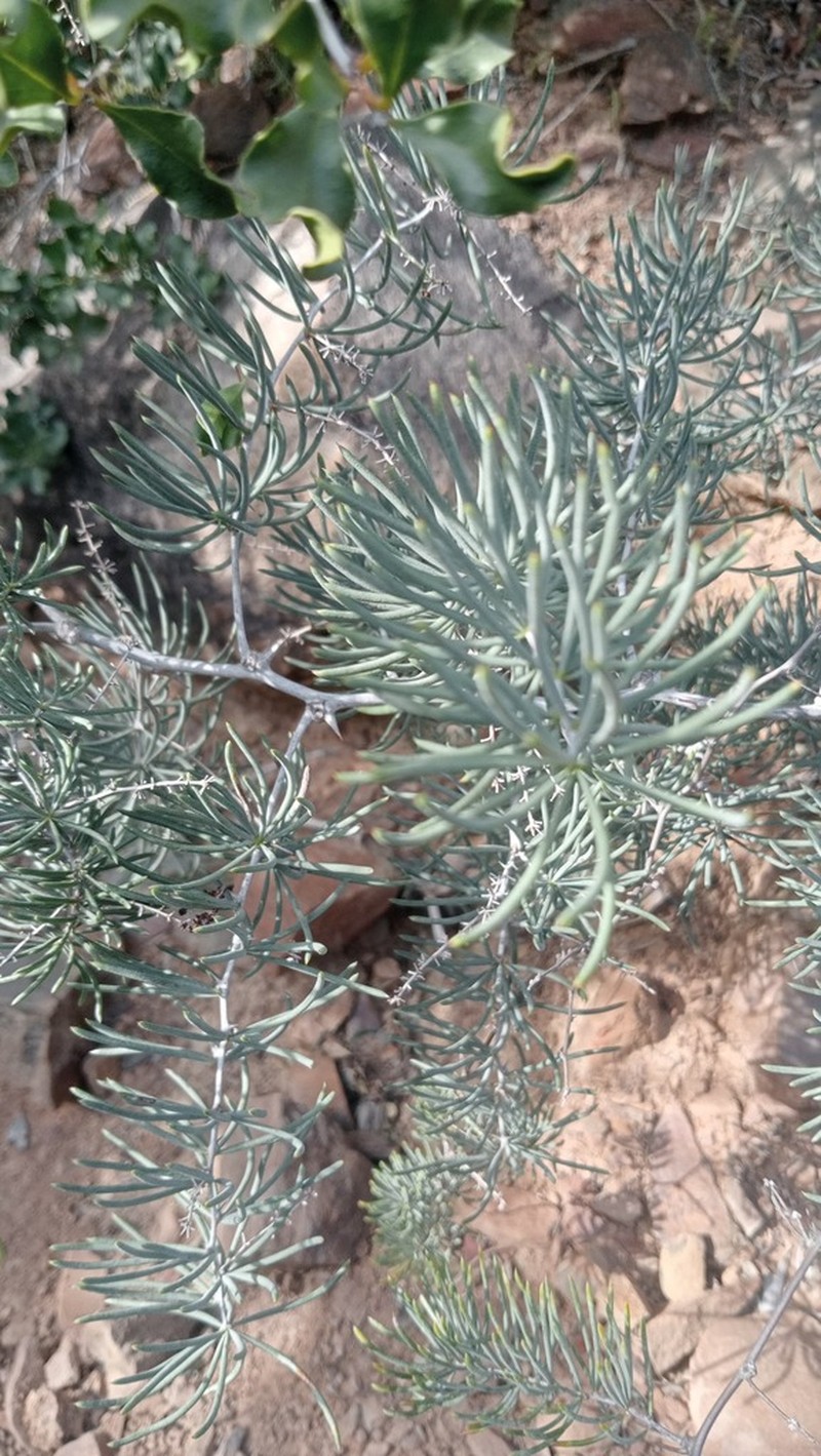 Asparagus crassicladus photo 3