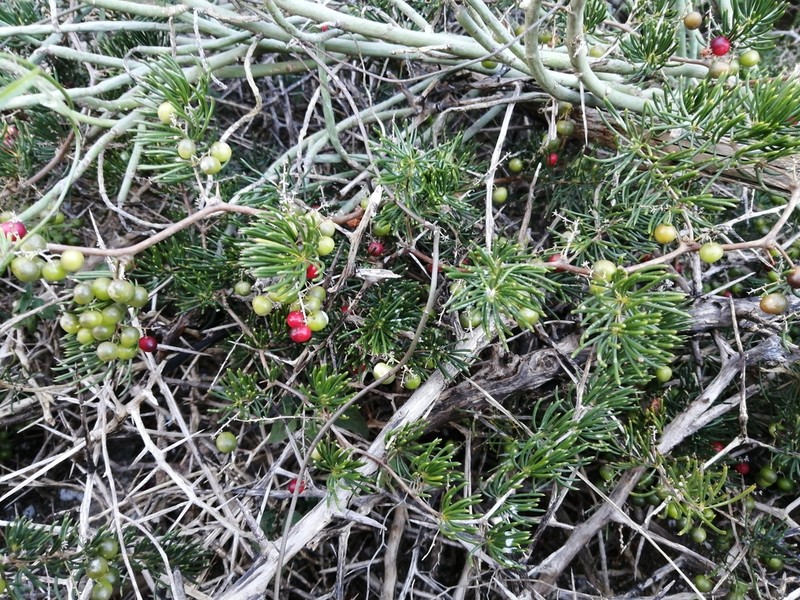 Asparagus crassicladus photo 4