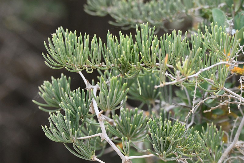 Asparagus crassicladus photo 5