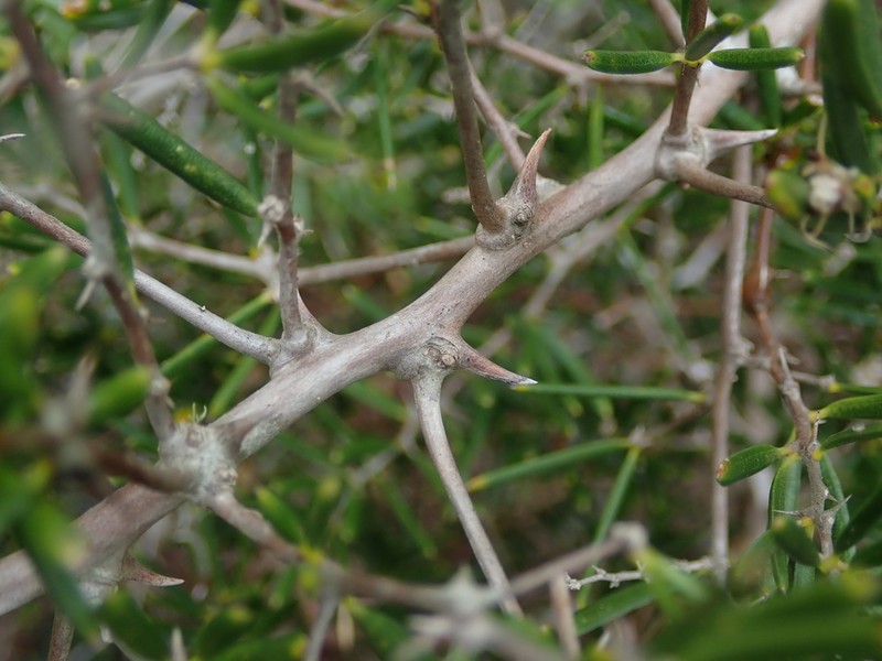Asparagus crassicladus photo 6
