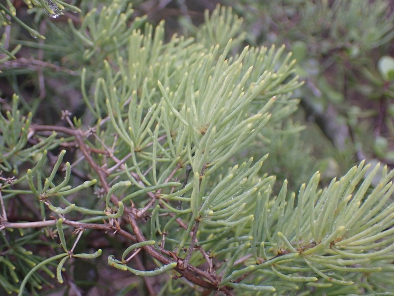 Asparagus crassicladus photo 7