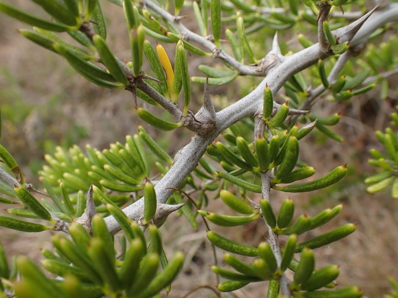 Asparagus crassicladus photo 8