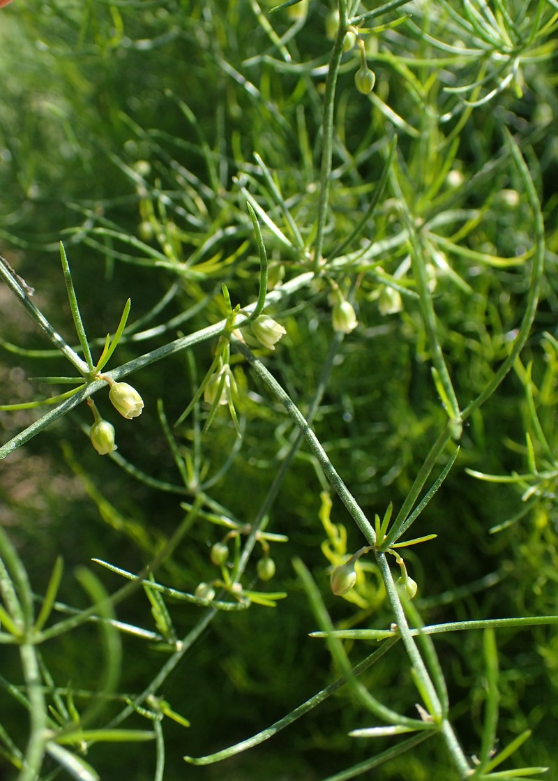 Asparagus dauricus