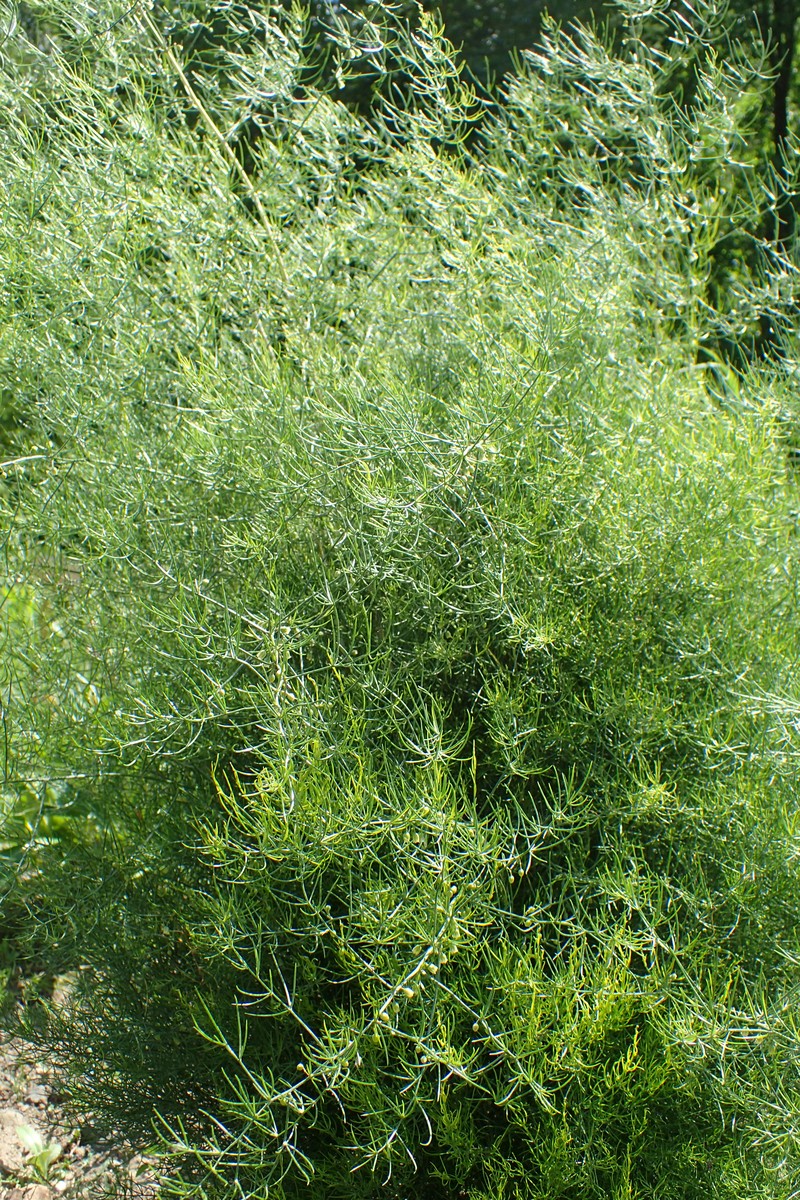 Asparagus dauricus photo 2