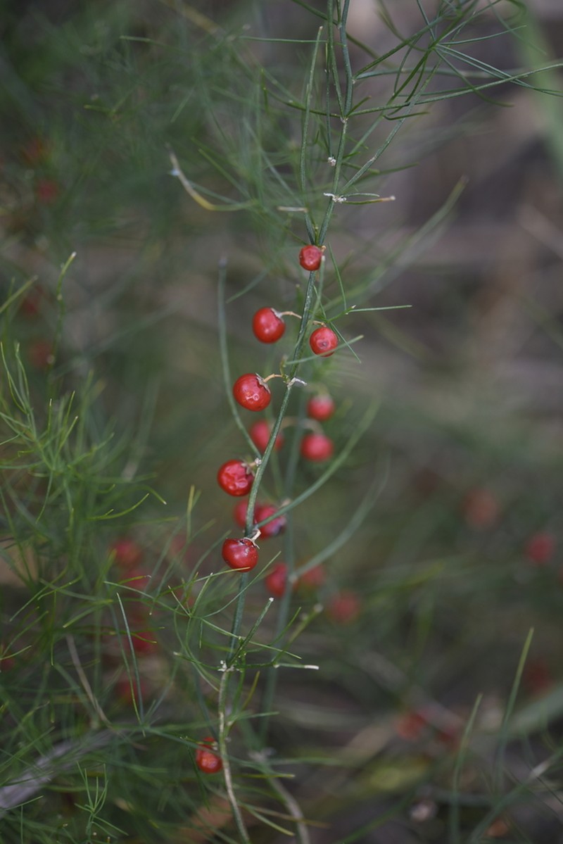 Asparagus dauricus photo 4