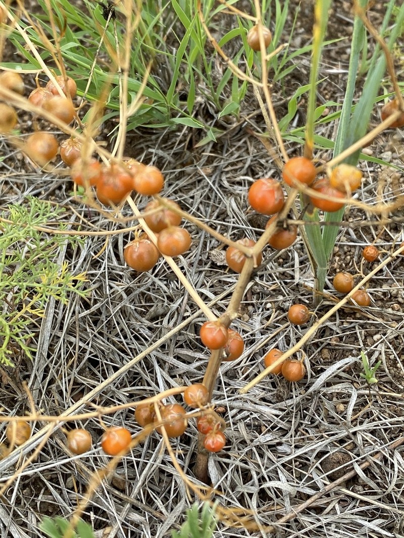 Asparagus dauricus photo 5