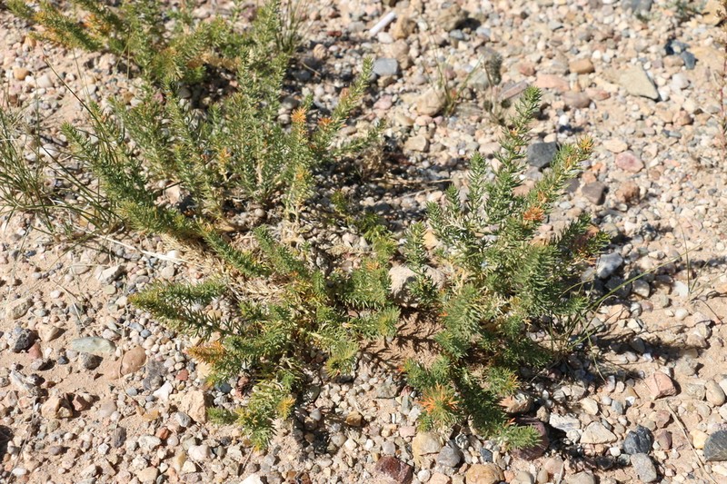 Asparagus dauricus photo 6
