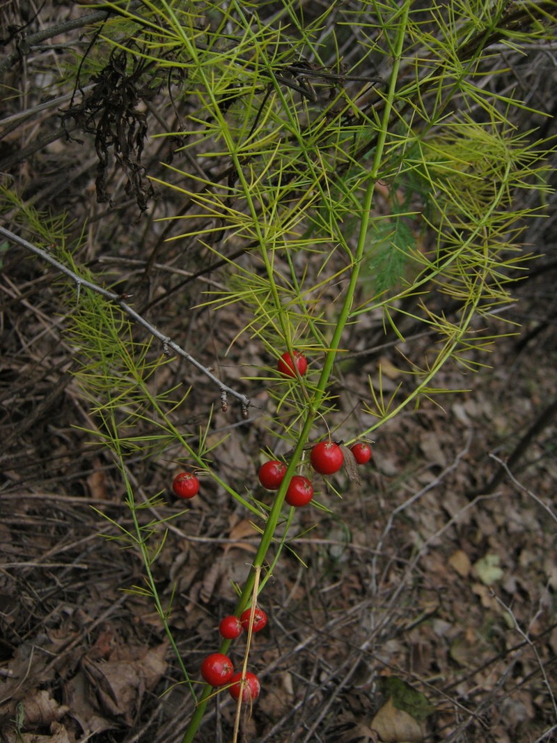 Asparagus dauricus photo 7