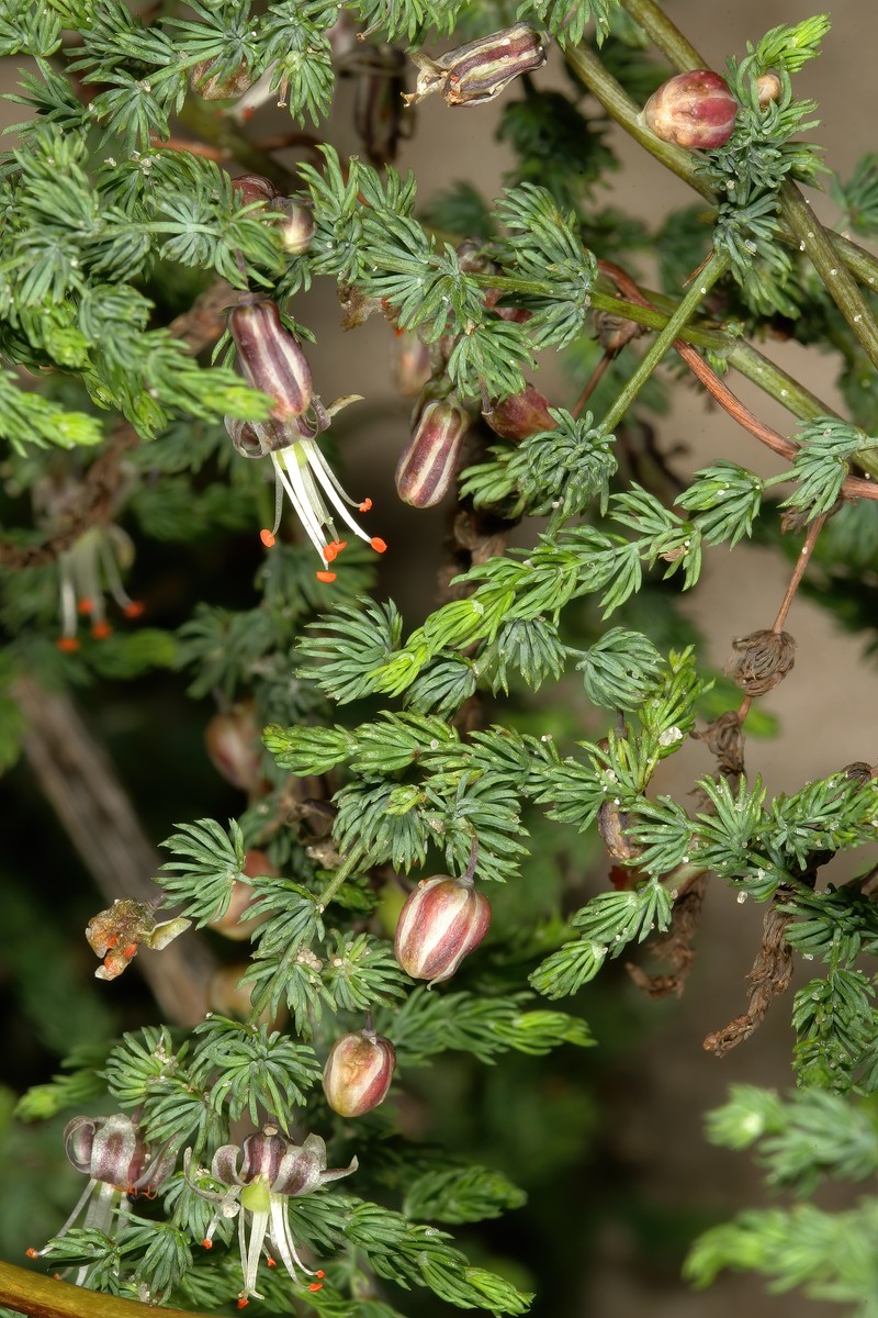 Asparagus declinatus