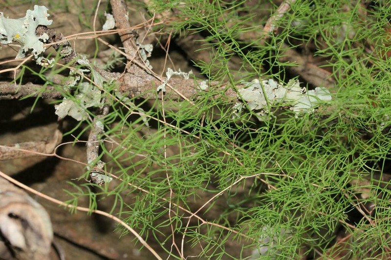 Asparagus declinatus photo 4
