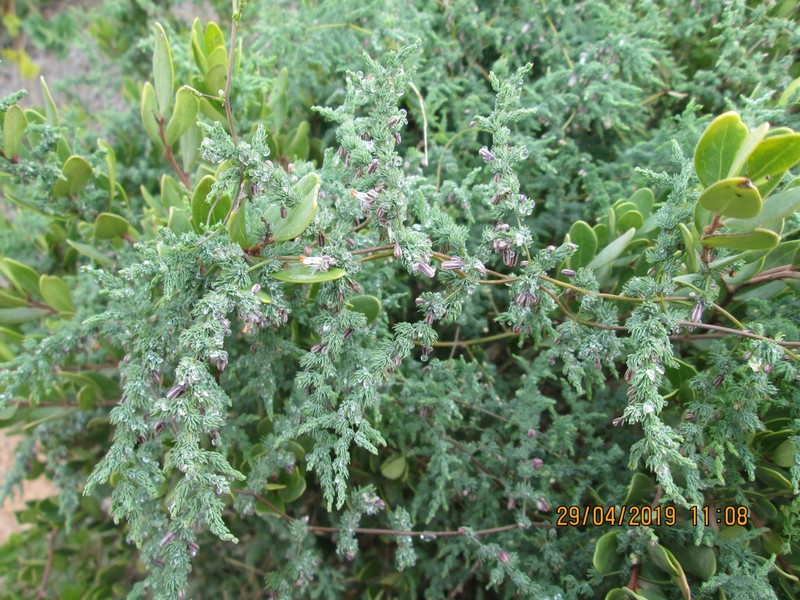 Asparagus declinatus photo 5