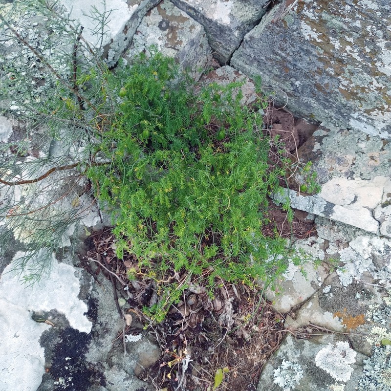Asparagus declinatus photo 7