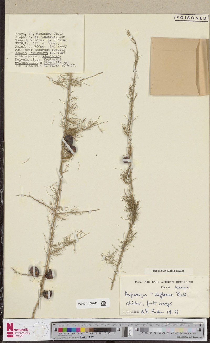 Asparagus deflexus photo 2