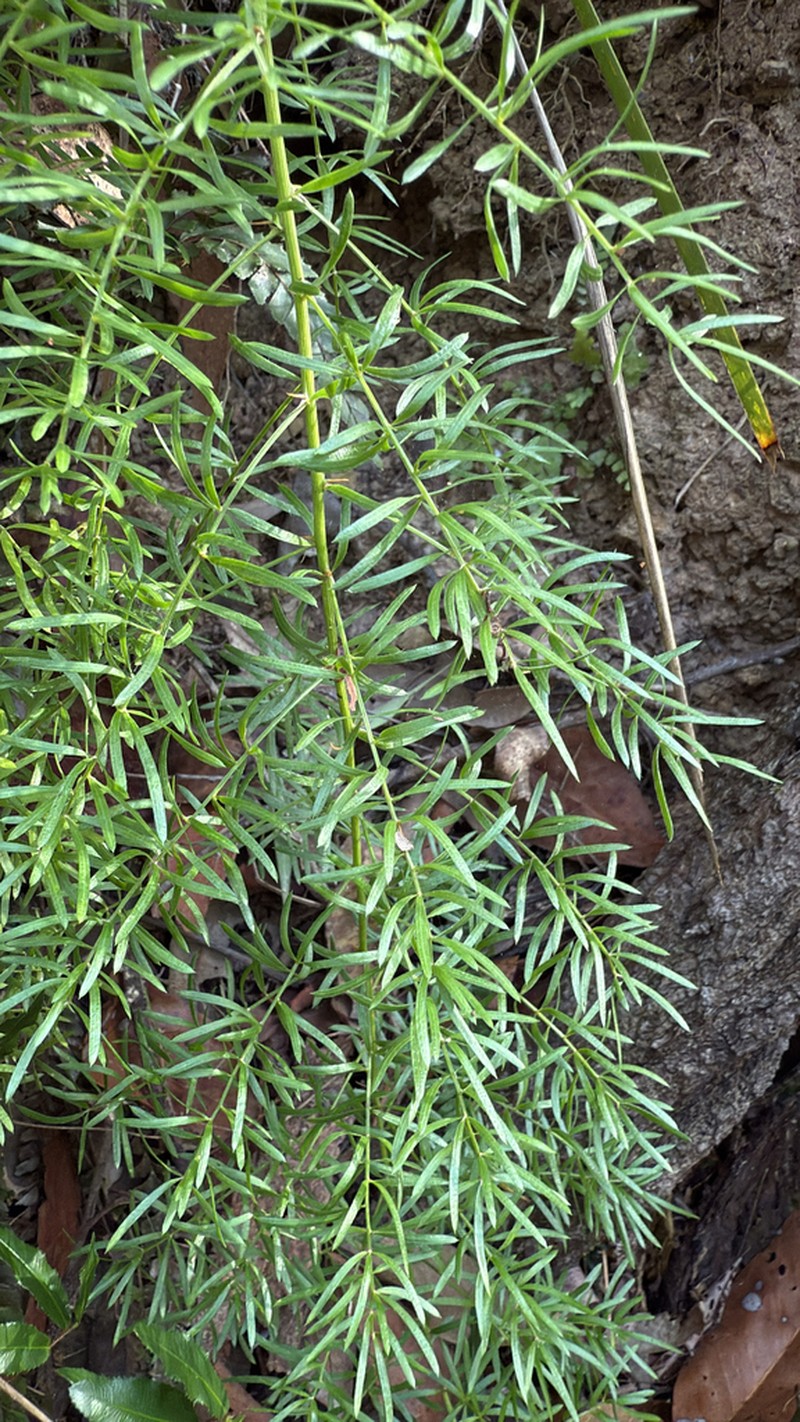 Asparagus densiflorus photo 2