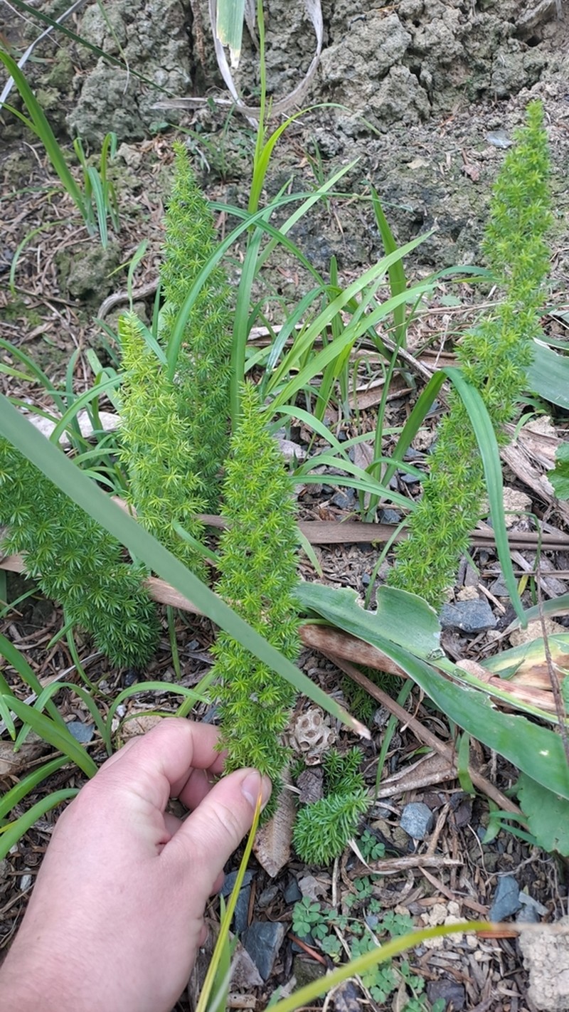 Asparagus densiflorus photo 3