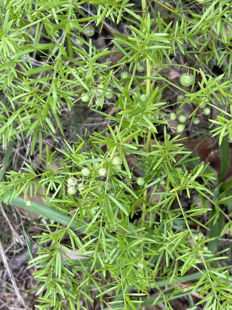 Asparagus densiflorus photo 4