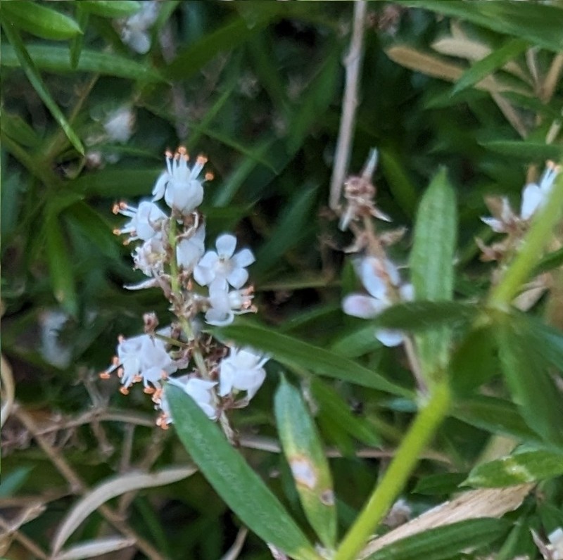 Asparagus densiflorus photo 5