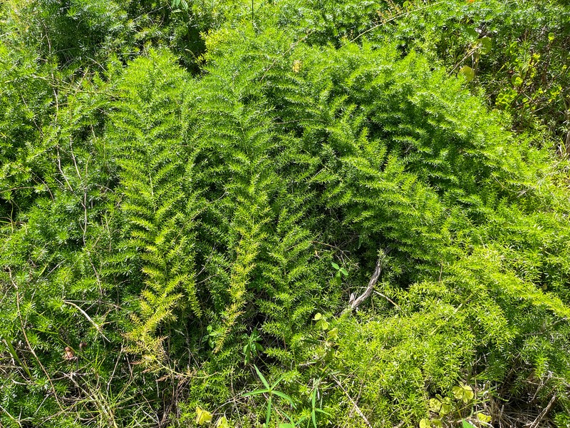 Asparagus densiflorus photo 6
