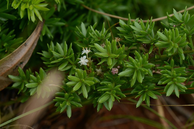 Asparagus densiflorus photo 7