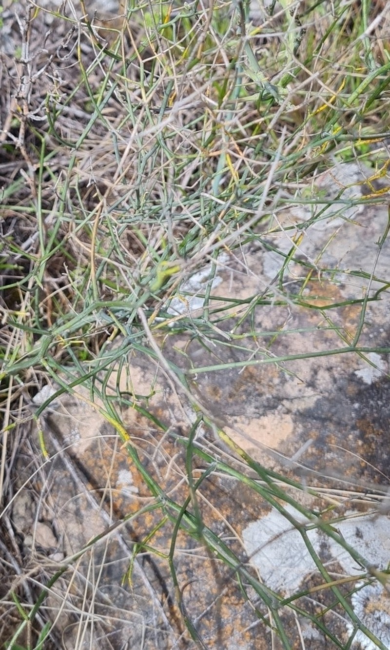 Asparagus denudatus