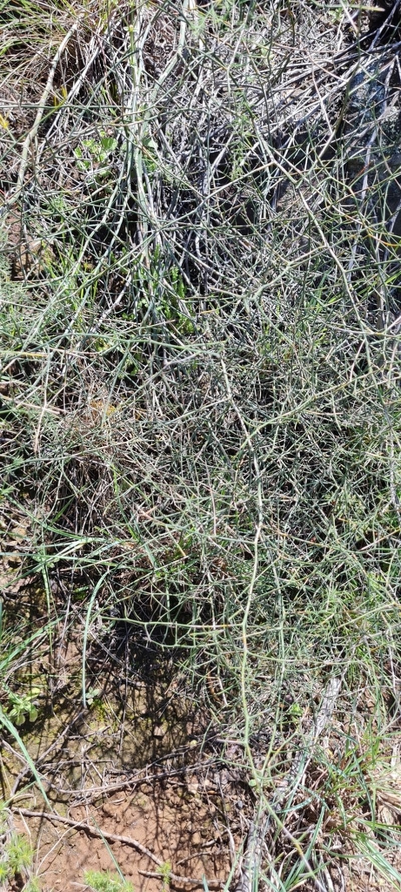 Asparagus denudatus photo 2