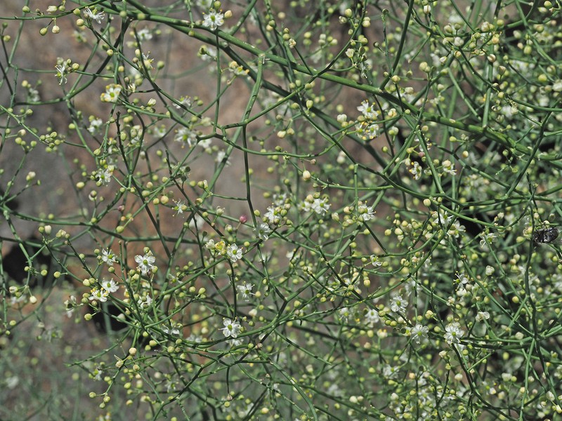 Asparagus denudatus photo 3