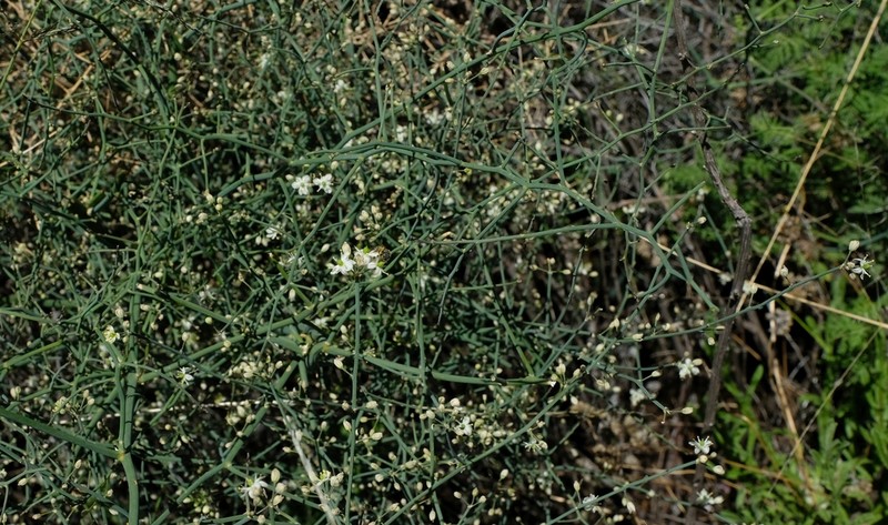 Asparagus denudatus photo 4