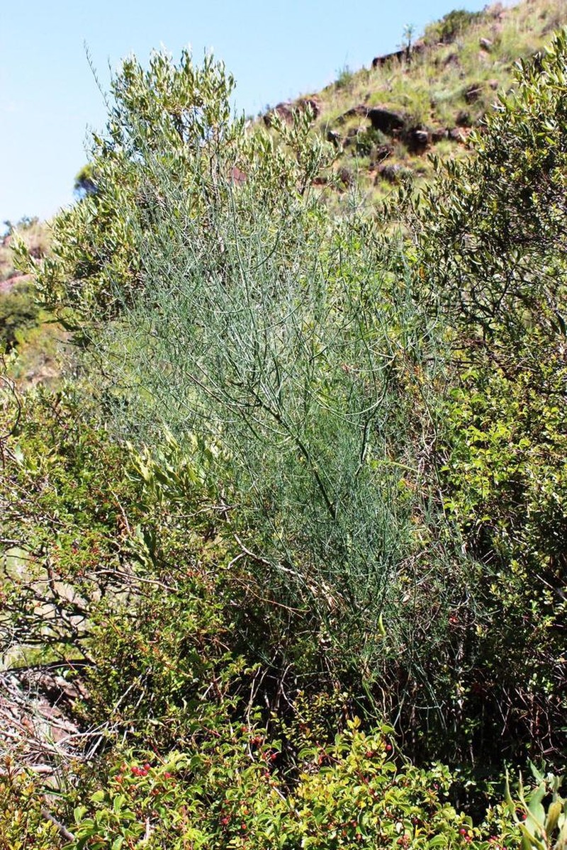 Asparagus denudatus photo 5