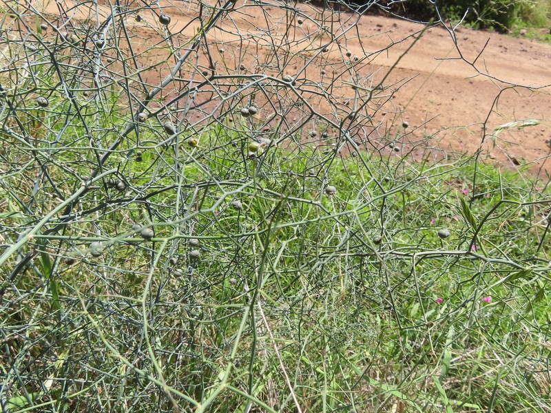 Asparagus denudatus photo 6