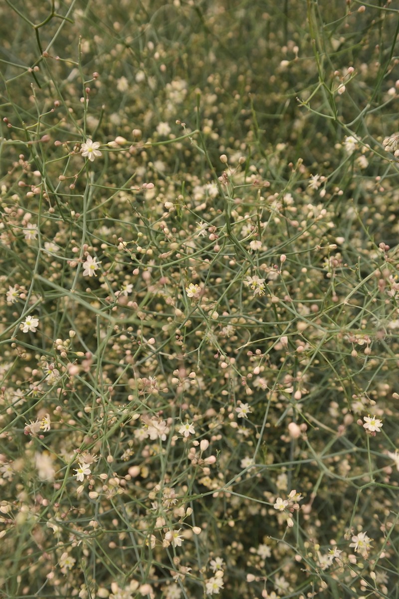 Asparagus denudatus photo 7