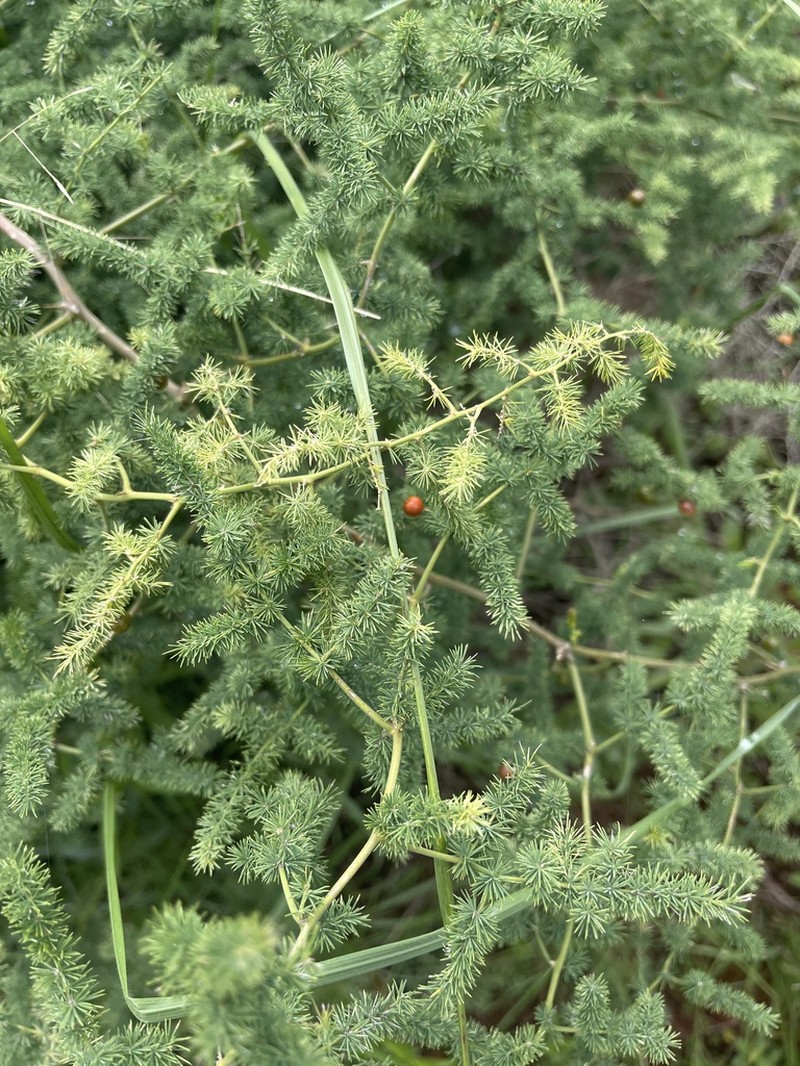 Asparagus devenishii