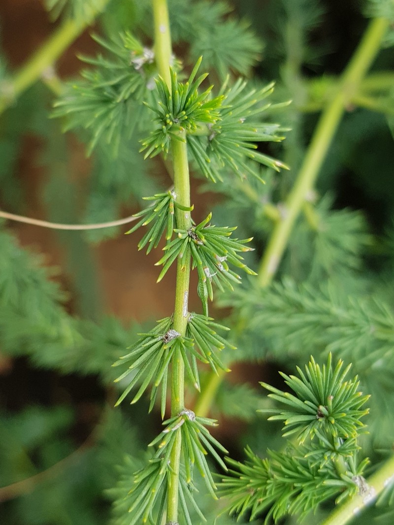 Asparagus devenishii photo 2