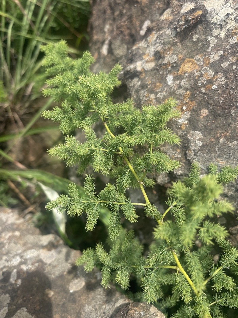 Asparagus devenishii photo 3
