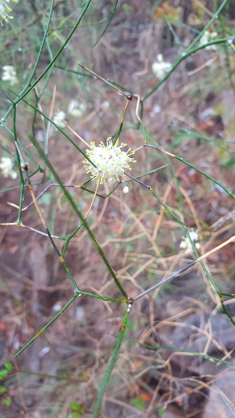 Asparagus divaricatus photo 2
