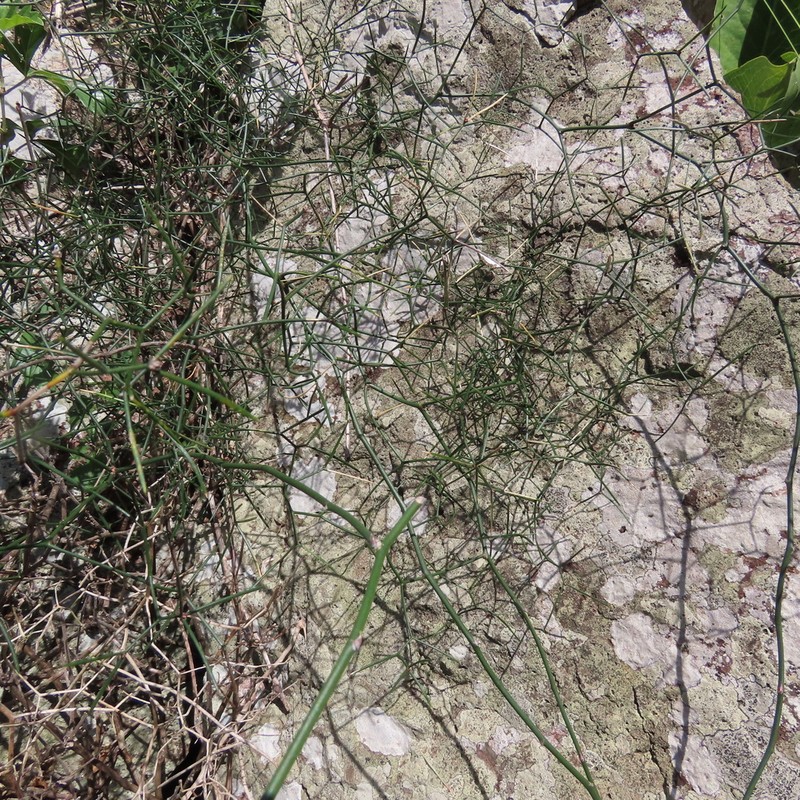 Asparagus divaricatus photo 4