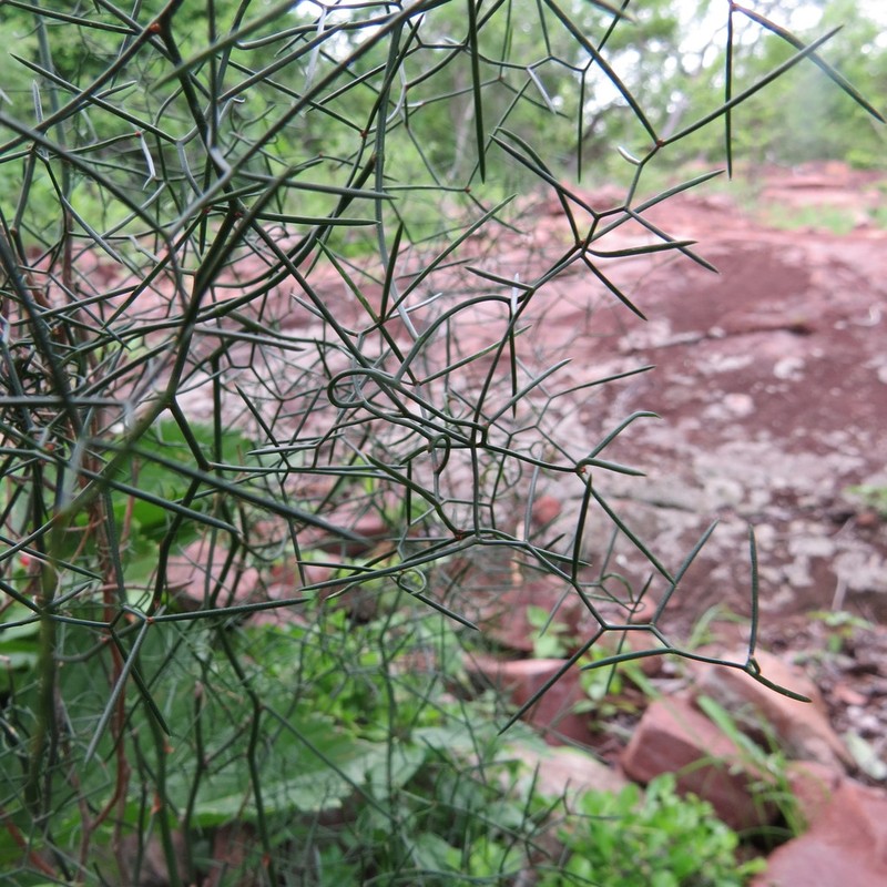 Asparagus divaricatus photo 5