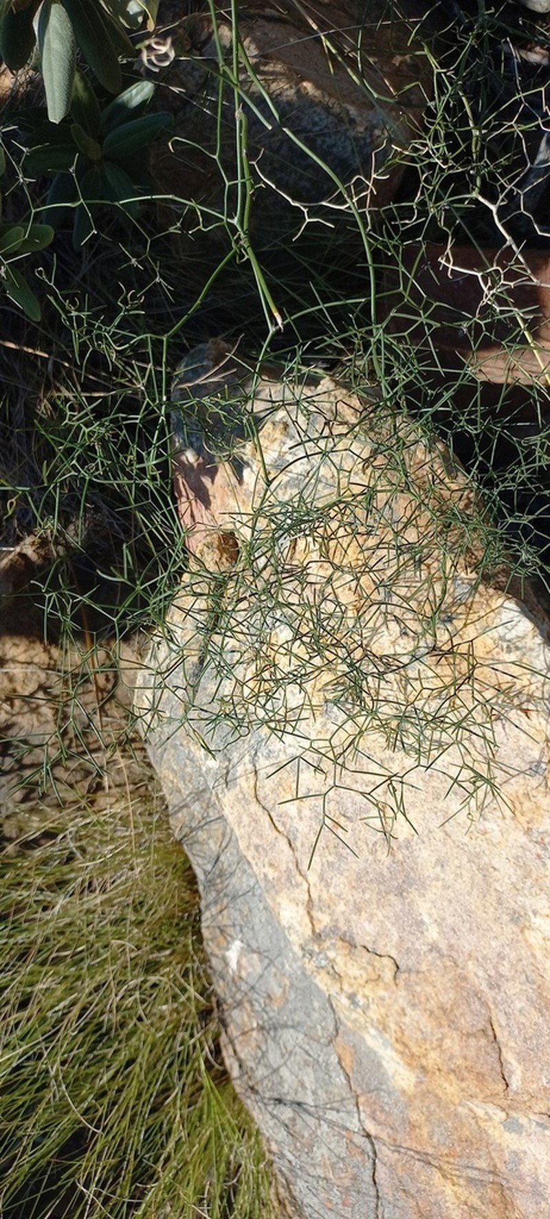Asparagus divaricatus photo 6