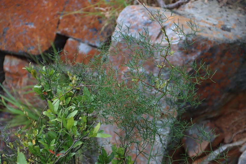 Asparagus divaricatus photo 8
