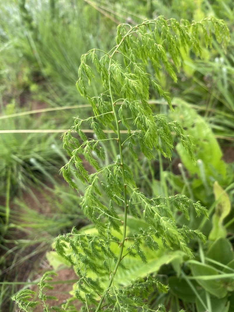 Asparagus edulis